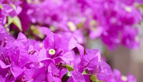  「家里」3种花颜值很高，高贵优雅很漂亮，家里养一盆，满屋都是花香味