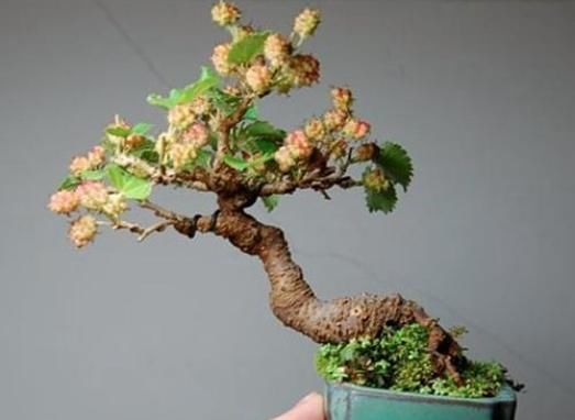 #水果蔬菜#阳台能养殖的盆栽水果,开花又结果,好吃好看,养殖简单新手能养