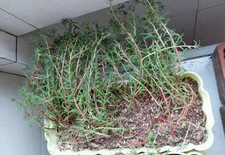  「免得」6种花一长高就剪，免得不开花！