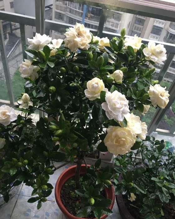  [栀子花]栀子养护小常识，栀子花喜欢湿润，搭配酸性土，栀子长的旺