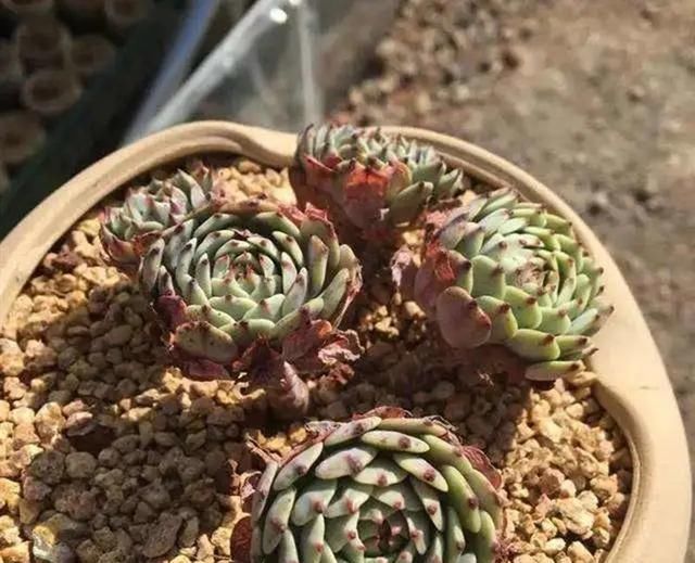『家里』天气越来越热,家里的多肉植物记得要避暑