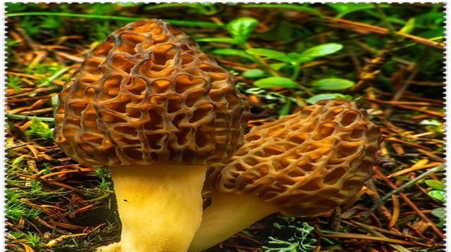  创业者@农村年轻人能出人头地吗？ 乡村振兴战略的实施，需要很