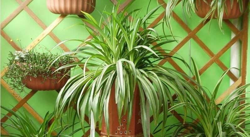  「植物」把这种植物养在卫生间, 不仅能净化空气, 还具有观赏价值