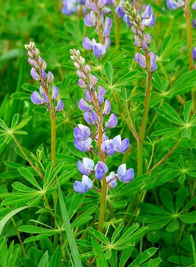  「栽培鲁冰花」在花盆养的鲁冰花开的花穗很短小，原来是这几个原因造成的