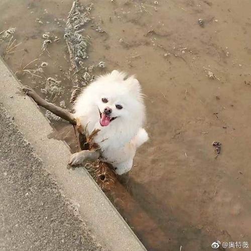 狗狗黑丝袜美腿 泥巴里滚了一圈突然有性感大长腿了