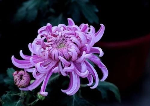  动人：喜欢菊花，不如养盆“菊中精品”白猿献果，花开山间，紫色动人