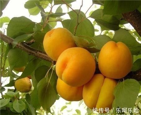 农村房前屋后常见的果子,六月吃可增加儿童记