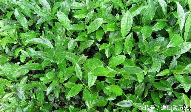 有钱:中国最珍稀的植物,曾一根分枝都能卖20多万,现在有钱也买不到