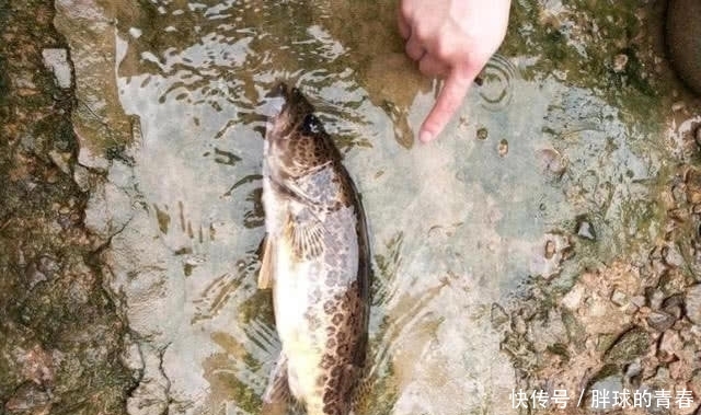  【地方】它是淡水鱼中的上等佳肴，也是钓鱼人喜欢的凶猛鱼