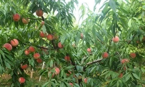  「家门口」门前栽树有门道？这5种树能“镇宅”，这3种不能栽，