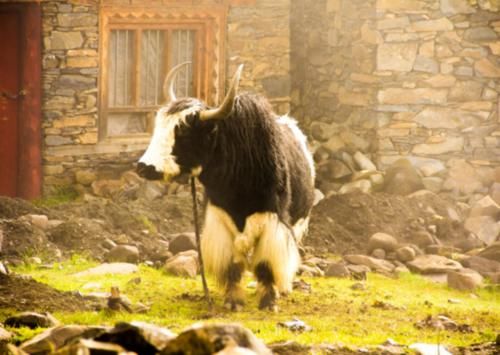 实拍四川莫斯卡：被称为中国最后的秘境村落，人与动物和谐相处