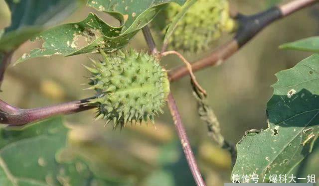  蒙汗药@武侠小说中常听到的“蒙汗药”，其实就是一种农村寻常见