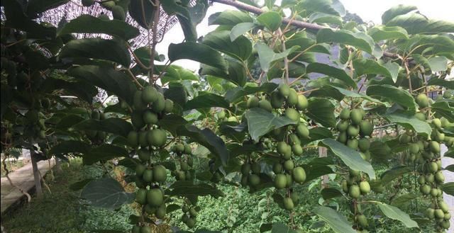  又一新|永别了红薯“，我国又一新型农作物走红，沾土就活，年收