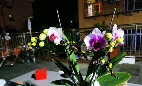  『剪掉』蝴蝶兰花苞不开花还消苞？花梗做个小手术，3天蝴蝶兰就爆花