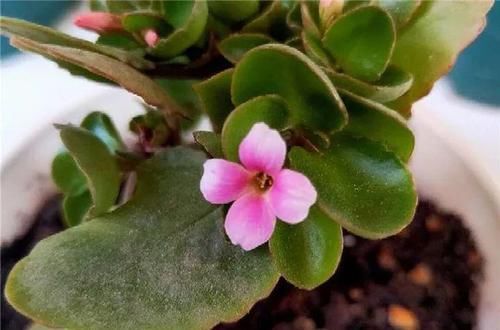  #图片作者#长寿开花不过瘾，学会1招，花苞多的能盖叶！
