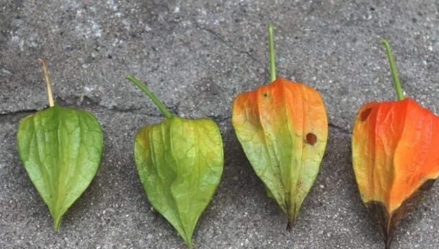  #果实#农村这种野果叫“姑娘”，以前不花钱多到吃不完，现在一