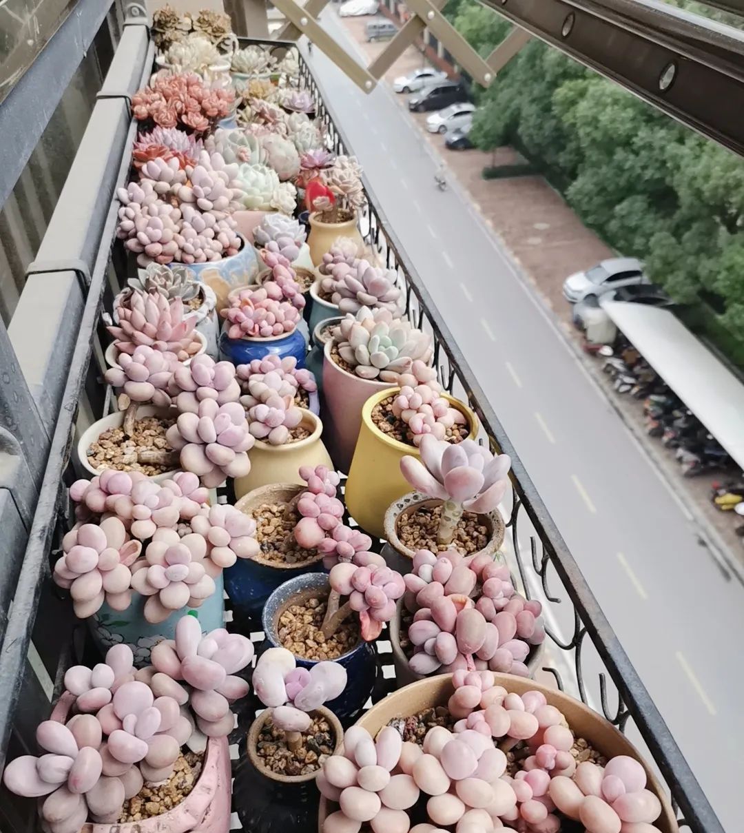  「样子」谁说多肉开花不好看!1年收集130个品种几百盆!给你好看!
