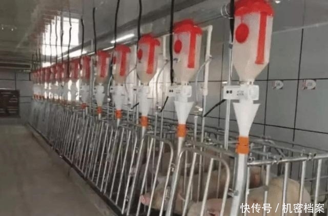 美国为什么能成为养猪第一大国，看看美国养猪场的猪粪你就懂了