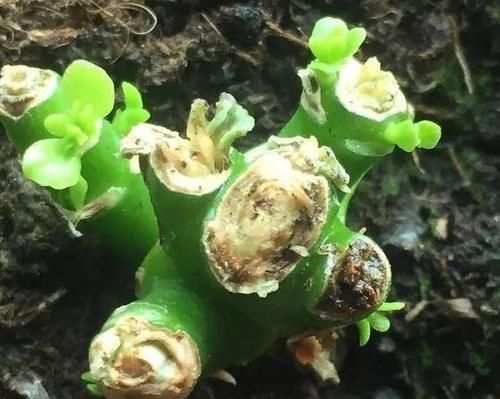  『就能够让』长寿花“开败”实在丑？咔擦“1剪刀”，1年后养成“风雅”老桩