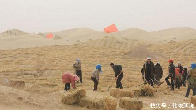 沙漠明珠起死回生! 甘肃治沙人造秸秆长城, 驱赶黄沙!