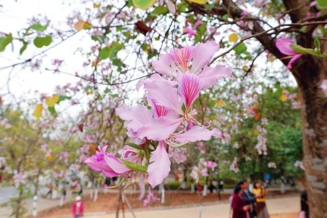 靓！佛山周边1500株樱花已盛开，最美的春天在这里~