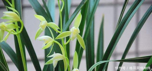 世界最值钱的花一种被称为无价之宝，一种在中国卖出百万高价