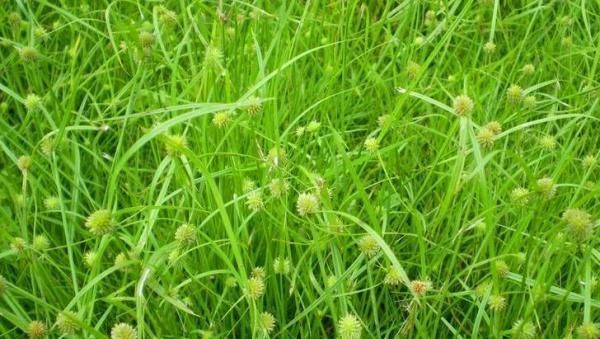 这草不能当鱼草,农民看见拔掉,殊不知好珍贵,今卖20元一斤了！