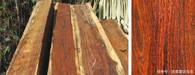  木材|农村这树常见，农民拿它当柴火烧，却不知其成材后价格比肩紫檀