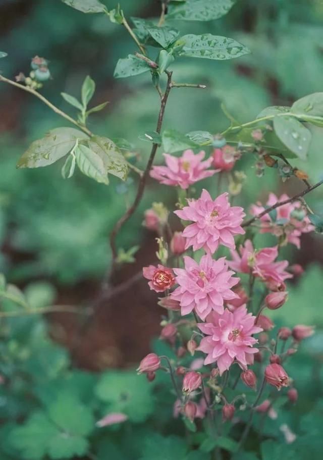  『植物』太美了！这些爬藤植物，一棵就能爬满窗户和墙，邻居看了都羡慕！