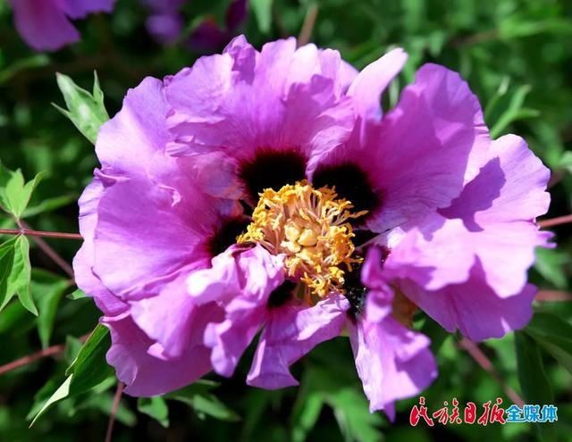 「牡丹花」牡丹花开在临夏 这里有看得见的夏意!