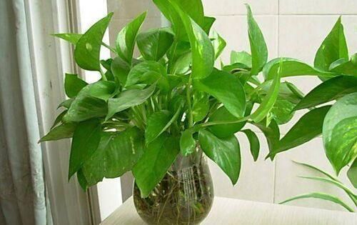  『解决』水培绿植里放条鱼，烂根黄叶都解决，更具美感，冬天绿叶呼呼长！