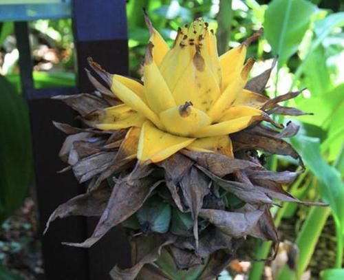  『人称』1种珍贵的“花卉”，人称“地涌金莲”，花期长达半年，珍贵！