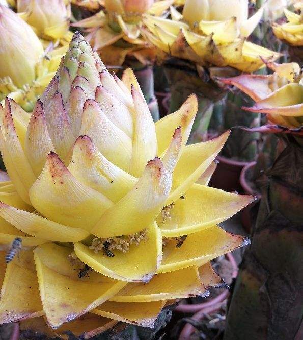 「涌出」苞叶比花还美的植物,宛如地面上涌出的金莲花,身份很神圣!