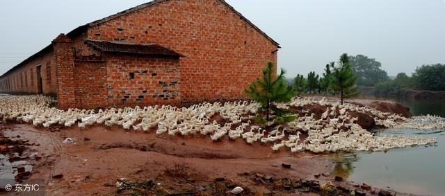 国庆后，农村这4类建筑必须拆除，没有一分钱补偿，快看你家有吗