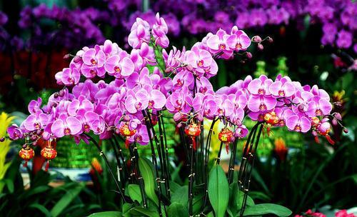  『多长』花卉种植技术：蝴蝶兰的花期有多长，蝴蝶兰花期可以施肥吗！
