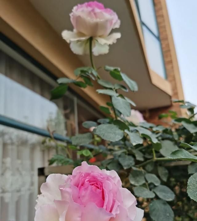  『丰花性好』狼家自育的表现到底如何，戳进来看看花友们的大实话
