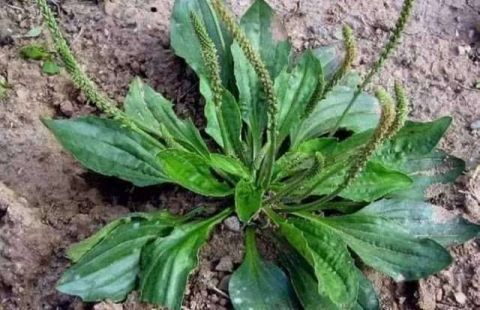 这种“野草”价格低廉殊不知其价值珍贵