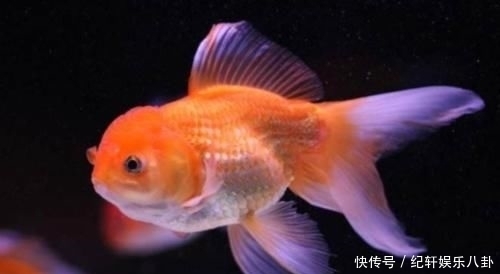 #奇葩#红牛到底有多厉害?男子把金鱼放进去测试,还有更奇葩实验