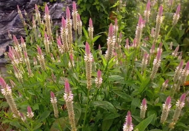  #功效#乡下随处可见的野草，被老农摘取喂猪，却有清肝明目的功