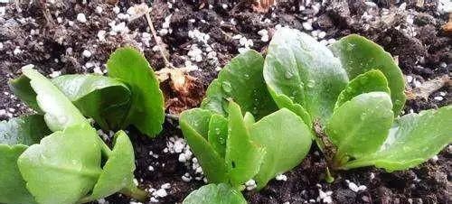  种花草：很好养的6种花草，扦插生根快，花儿开成团，漂亮易养活