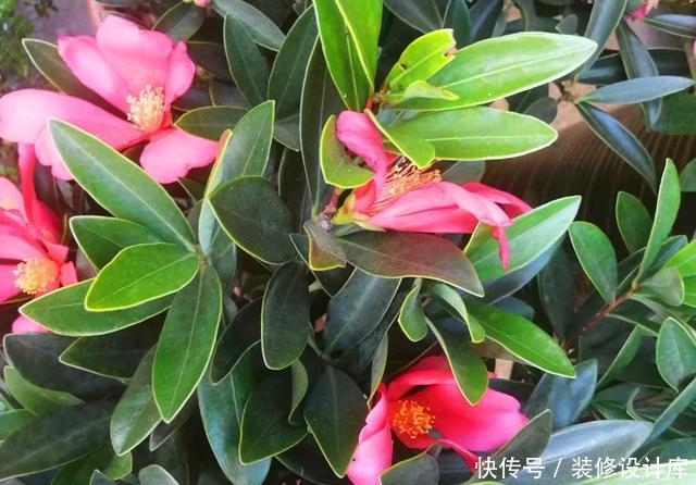 「品种」此花曾经是茶花中的珍贵品种,如今花市经常见到,养好了四季开花