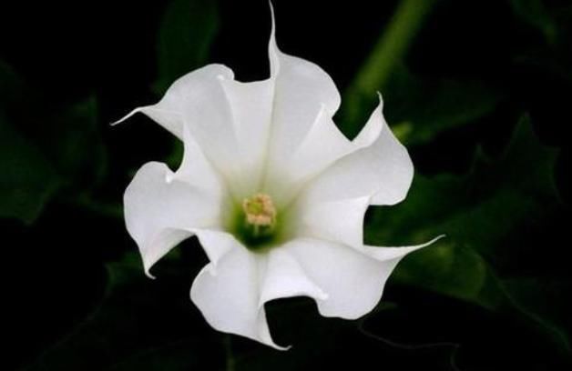  彼岸花■传说中的冥界四花，除了彼岸花，你还知道哪一种呢？