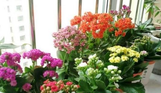  『花钱买』这3种花,不用花钱买,学会“1招”,哗啦啦养出一大片,美得冒泡