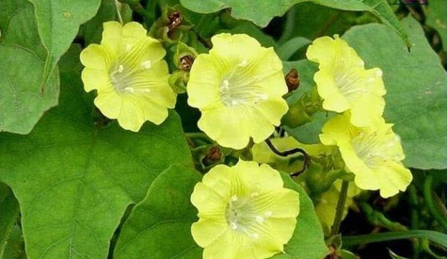  【爱护】路边这野草，人称“咽炎草”，目前无人工种植，遇见请