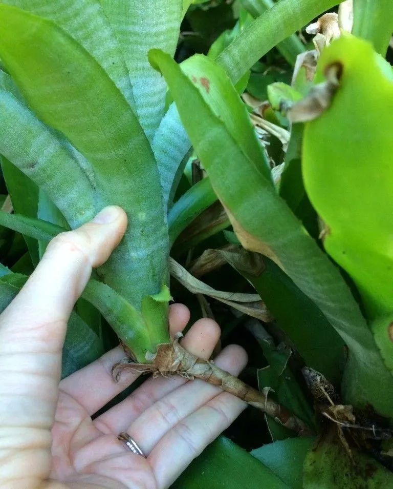  『观赏凤梨的花』观赏凤梨花朵变绿枯萎，要怎么拯救它们？