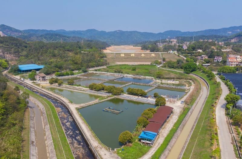  「养殖户」官宣可食用，近万只甲鱼卖不出愁坏了老养殖户