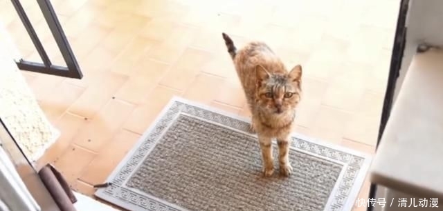  奶奶：瘦弱老猫流浪多年，因一碗剩饭而“隐居”村庄，每天凌晨叫醒奶奶