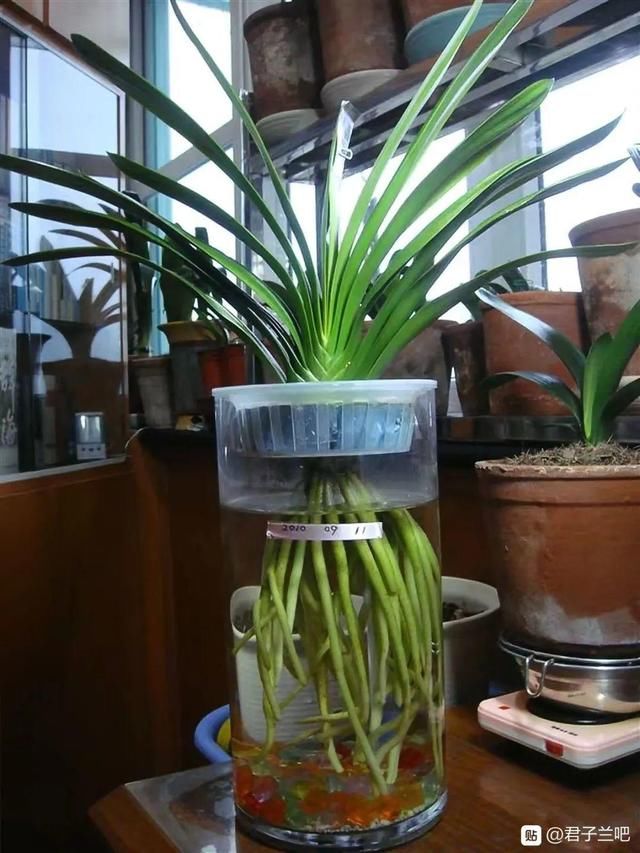  [萝卜]水里加点碳，根系壮得撑破盆，长出满盆萝卜根