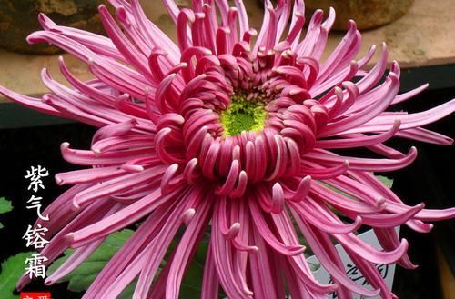  『开如』此款菊花，花开如“紫气镕霜”，堪称“珍稀名菊”，霸气优雅！