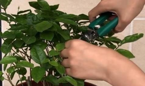  夏季■趁着高温，学会压条繁殖茉莉，可适用于多种植物，1盆变10盆